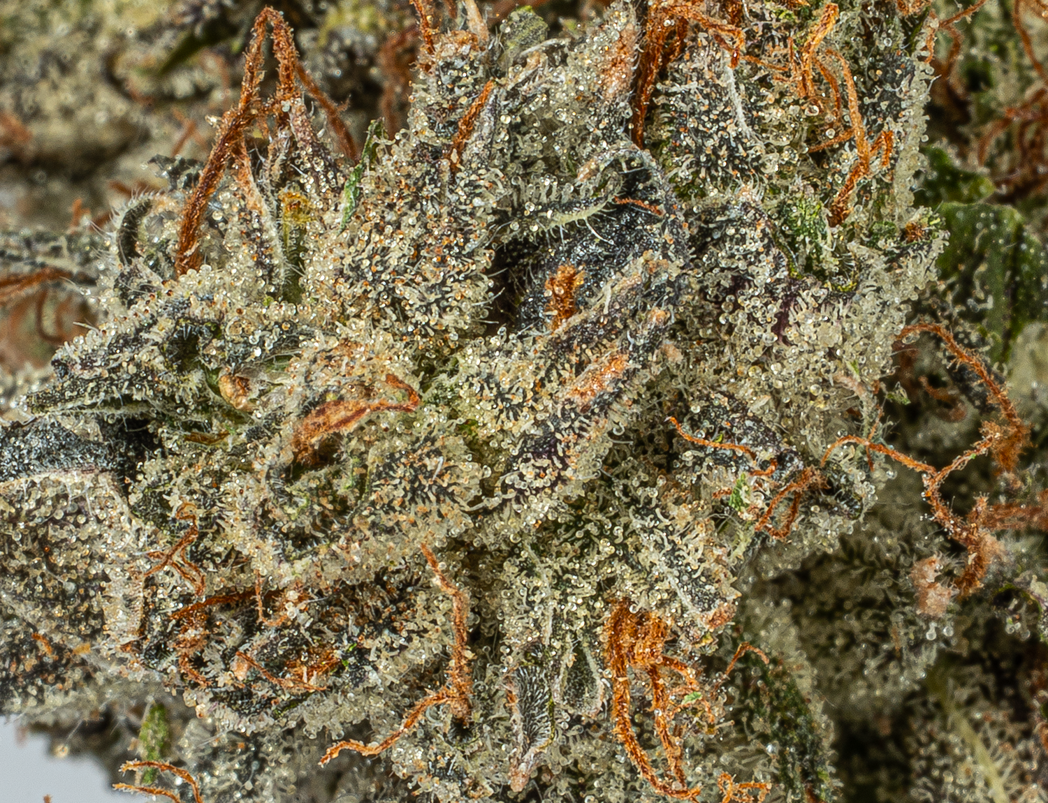 Ghost Ship (AAA+) - Image 5