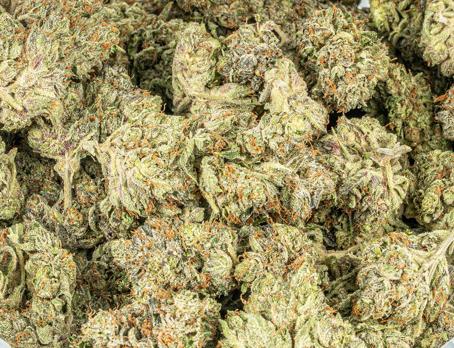 Ghost Ship (AAA+) - Image 4