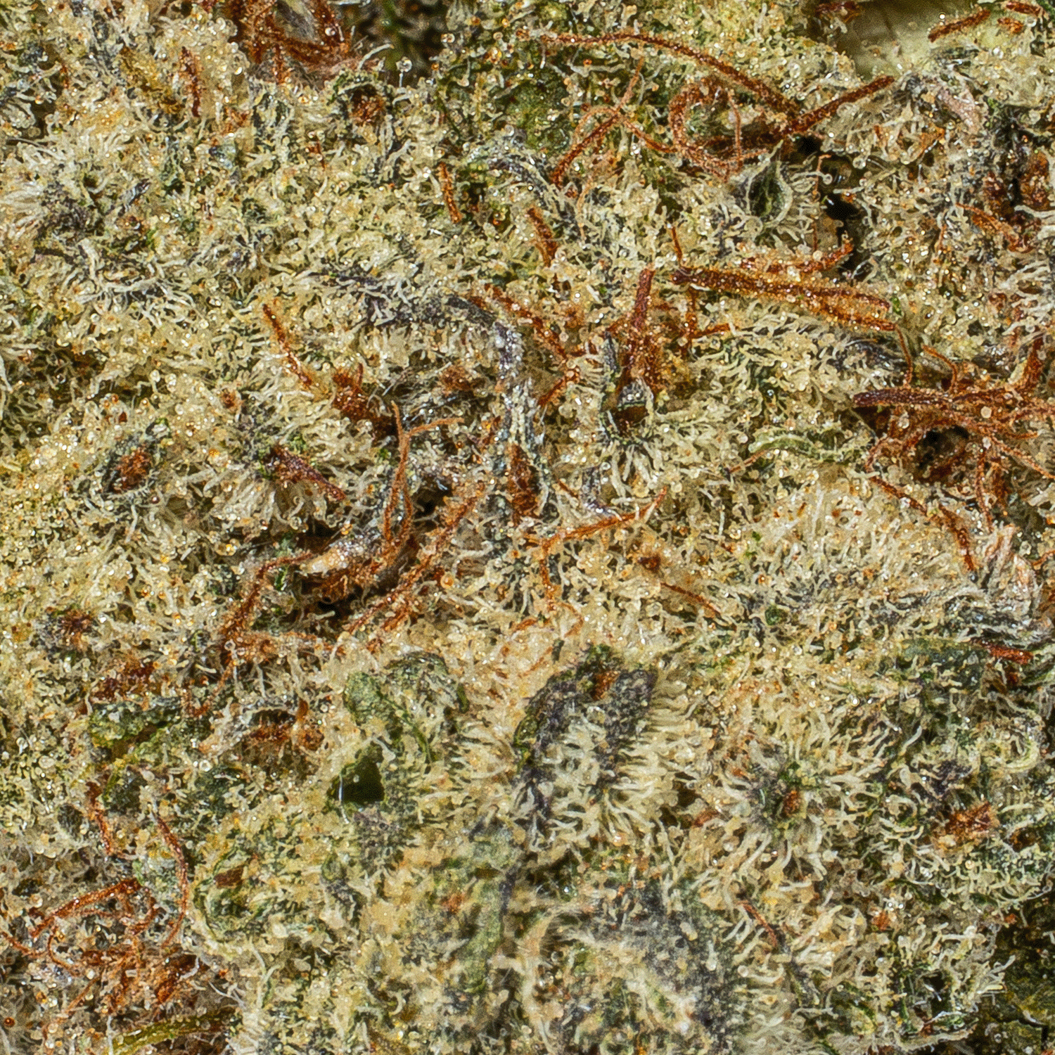 Wedding Cake (AA+) - Image 4