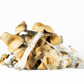 A-One Mushrooms - Steel Magnolia - Image 2