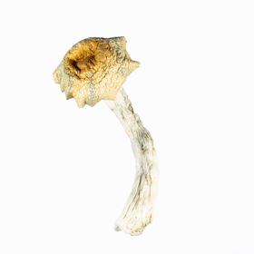 A-One Mushrooms - Steel Magnolia - Image 3