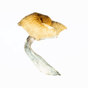 A-One Mushrooms - Hillbilly - Image 2