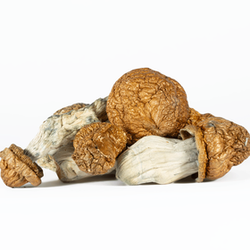 A-One Mushrooms - Golden Emperor - Image 2