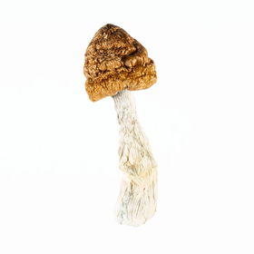 A-One Mushrooms - Golden Emperor - Image 3