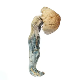 A-One Mushrooms - Penis Envy - Image 3