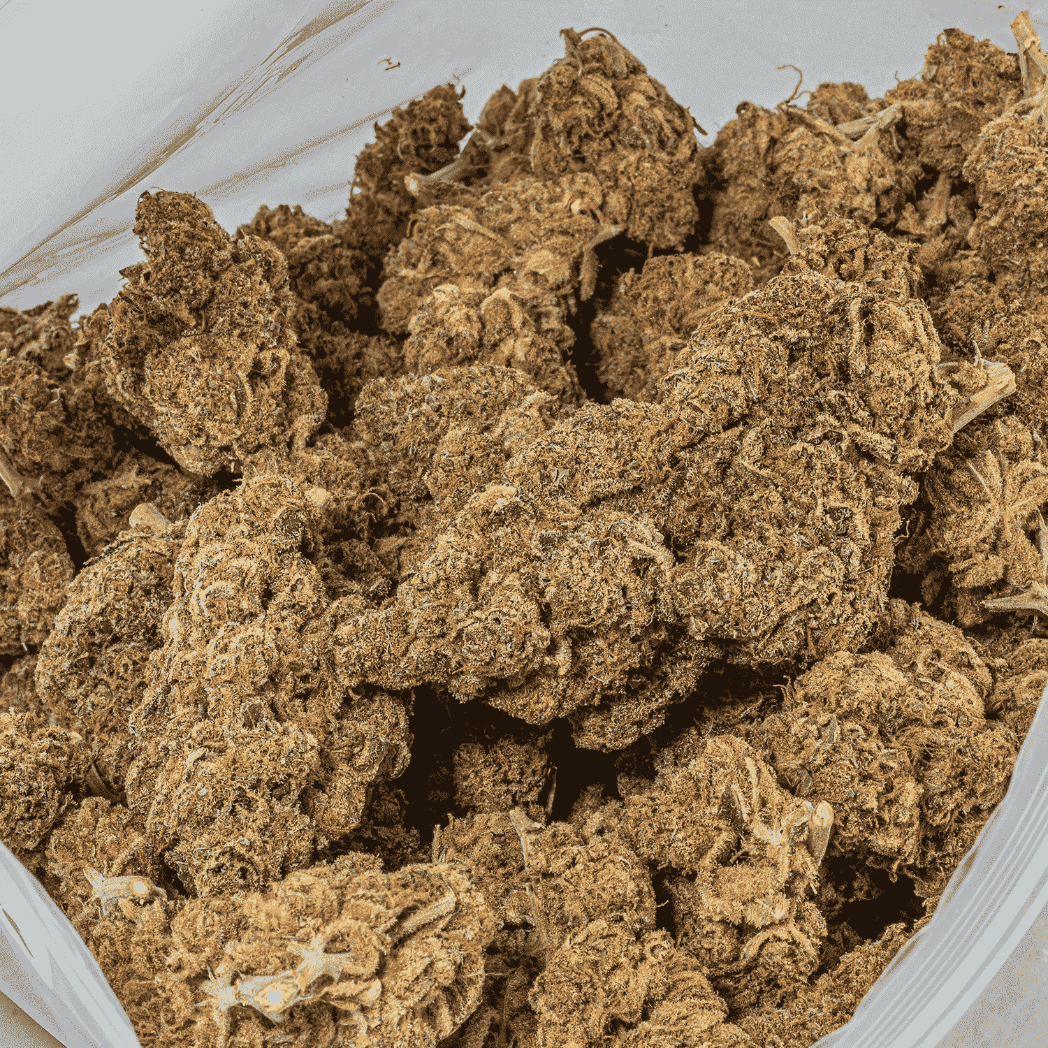 Blue Java (AA) - Image 4