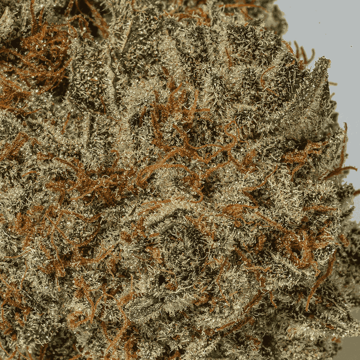 Endless Summer (AAA) - Image 5