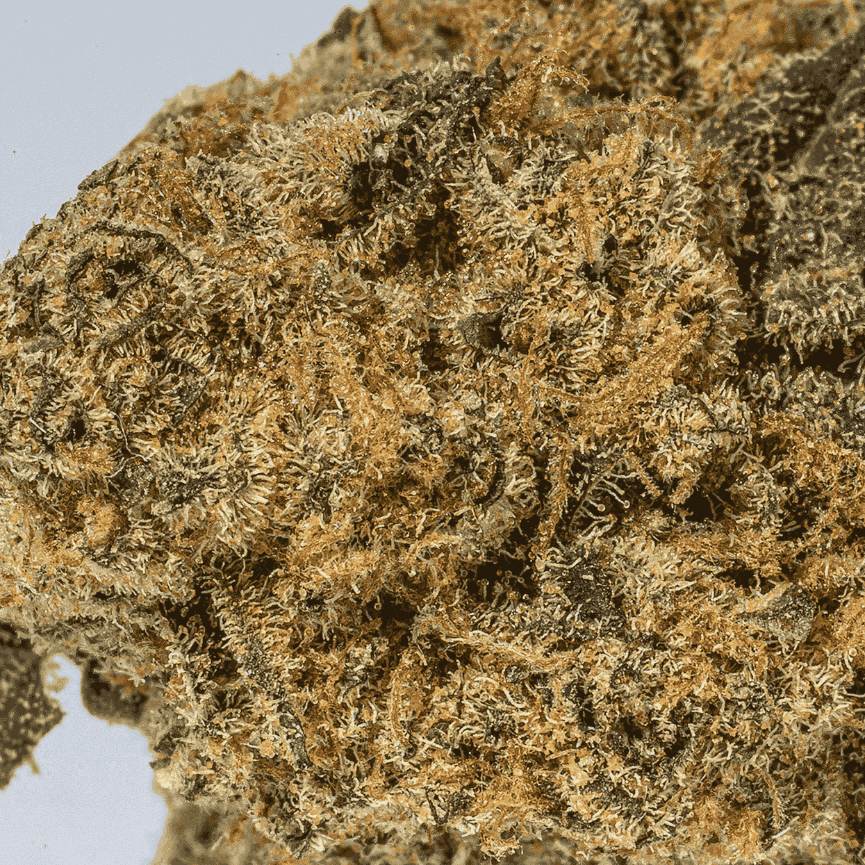 Flap Jack (AA) - Image 5