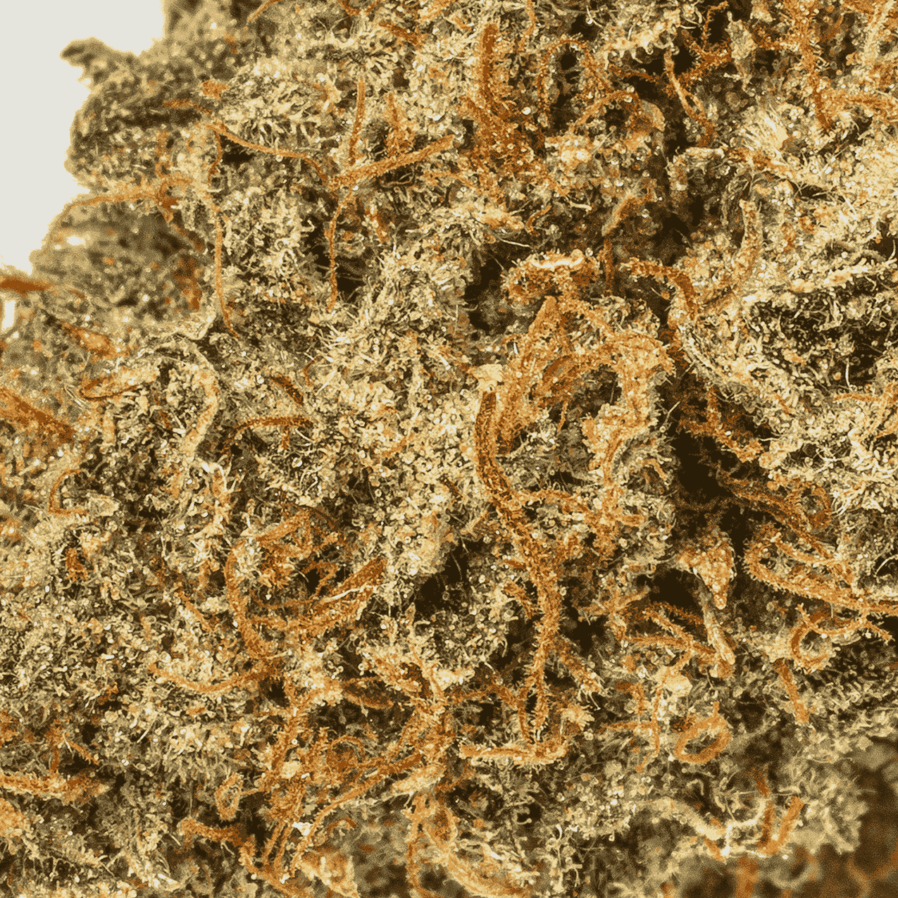 Jack Herer (AA) - Image 5