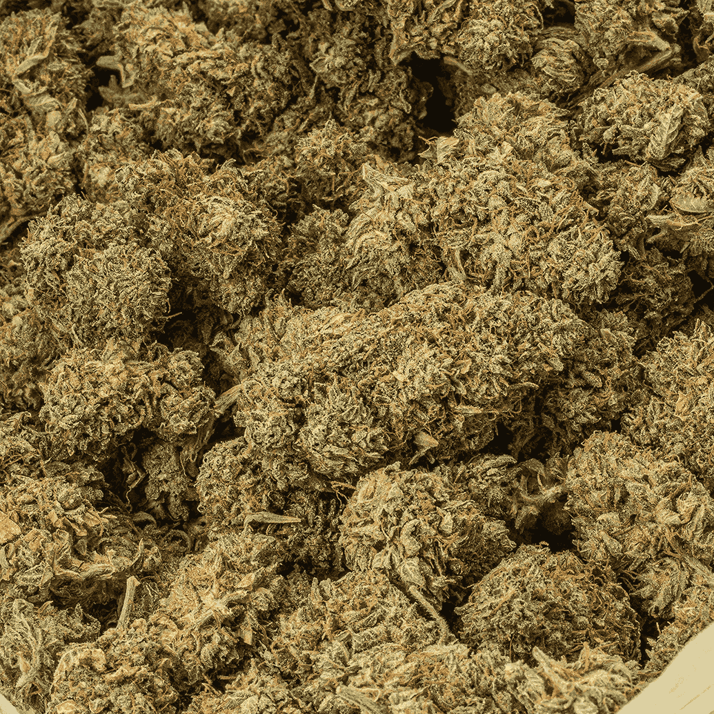 Jack Herer (AA) - Image 4