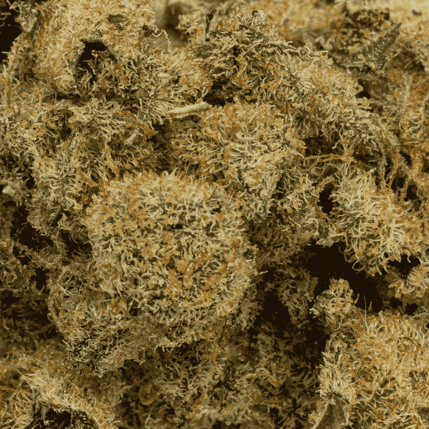 Lemon Skunk (AA) - Image 5