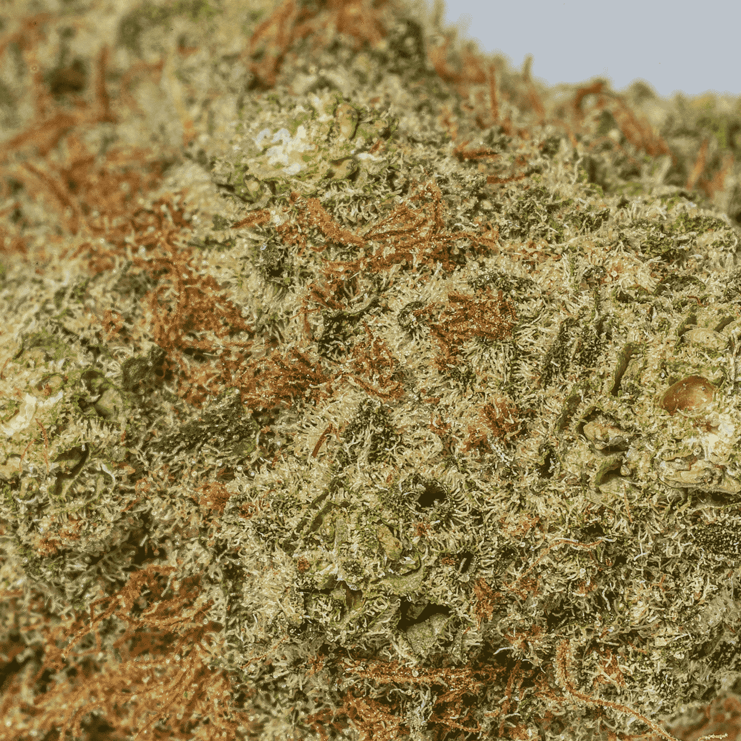 Raspberry Parfait (AA+) - Image 5