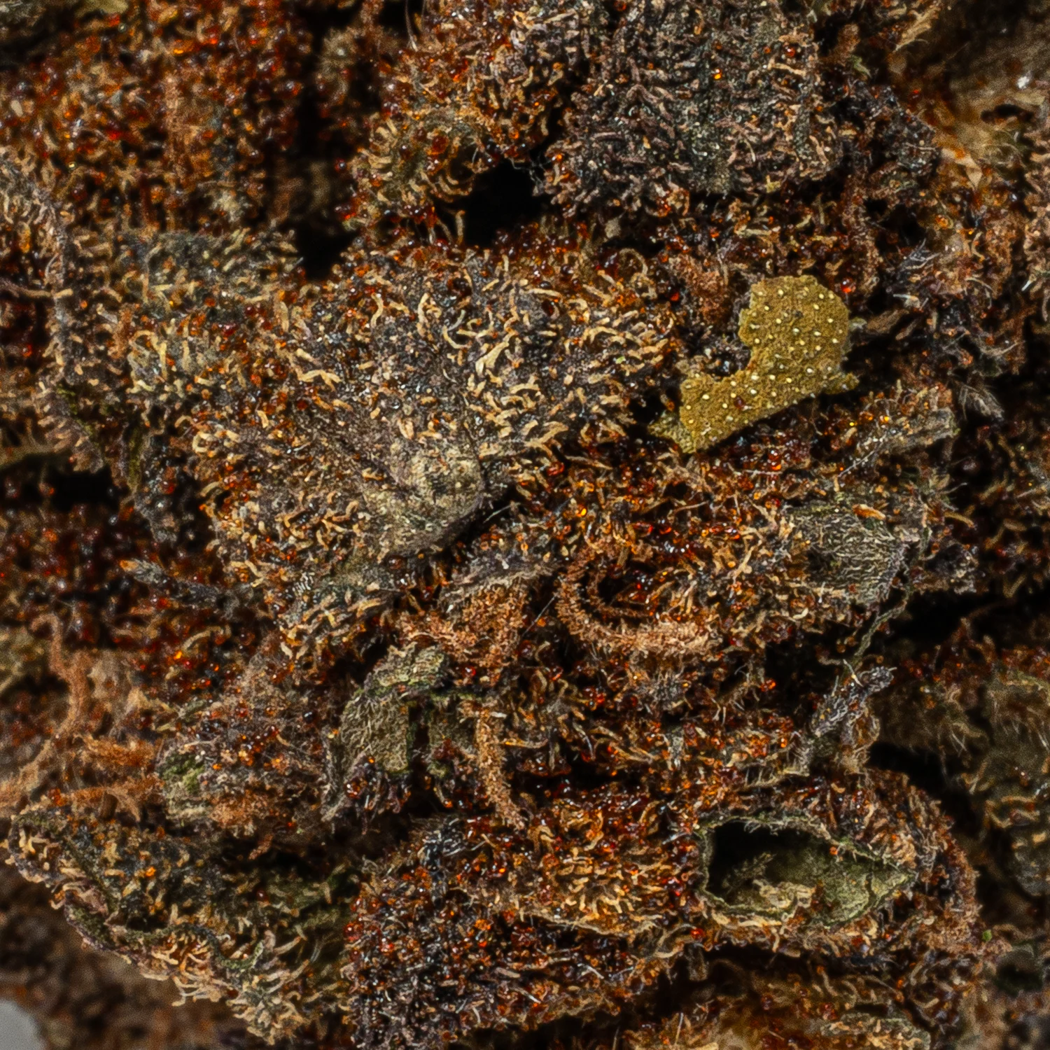 Black Jack (A) - Image 2