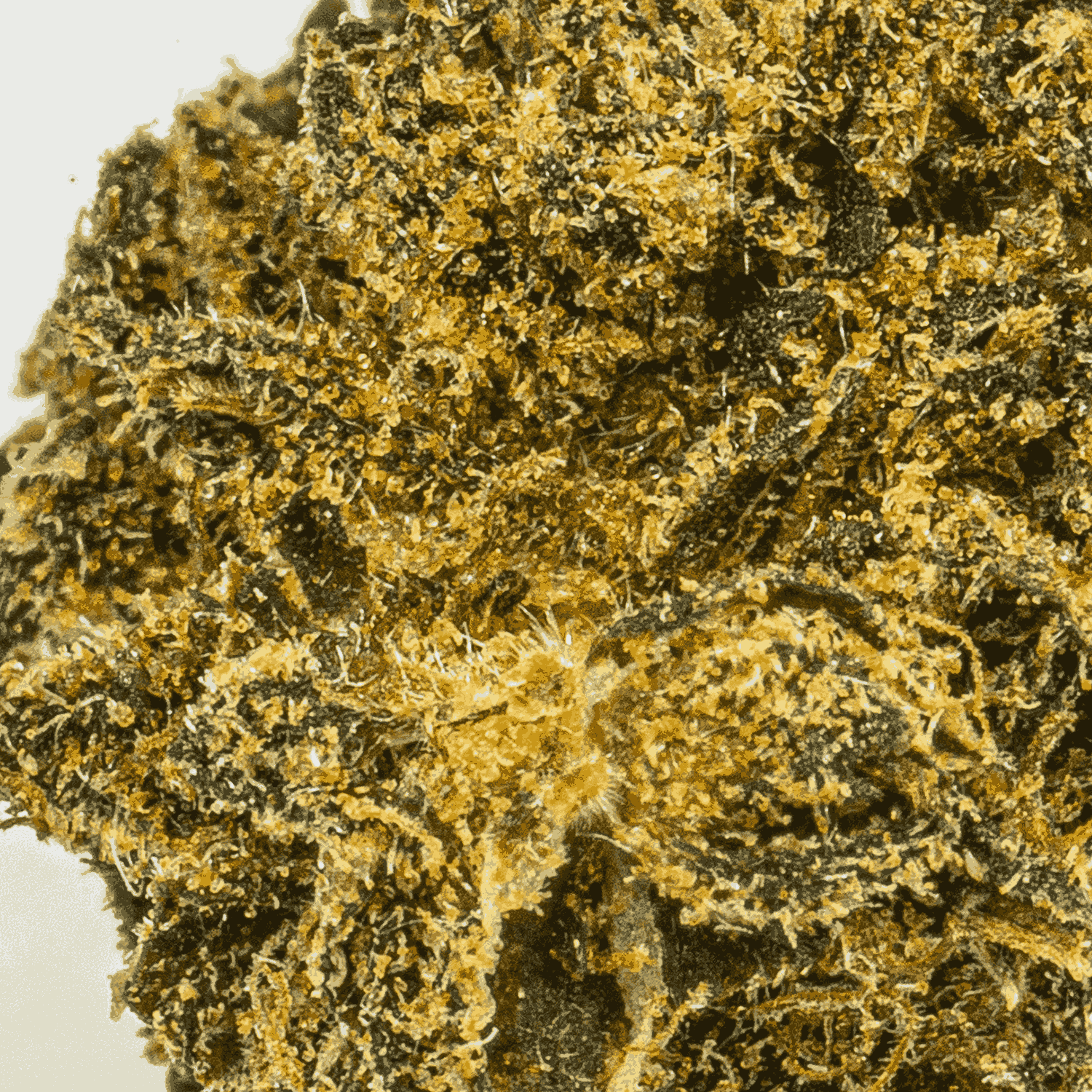 Durban Poison (AA) - Image 5