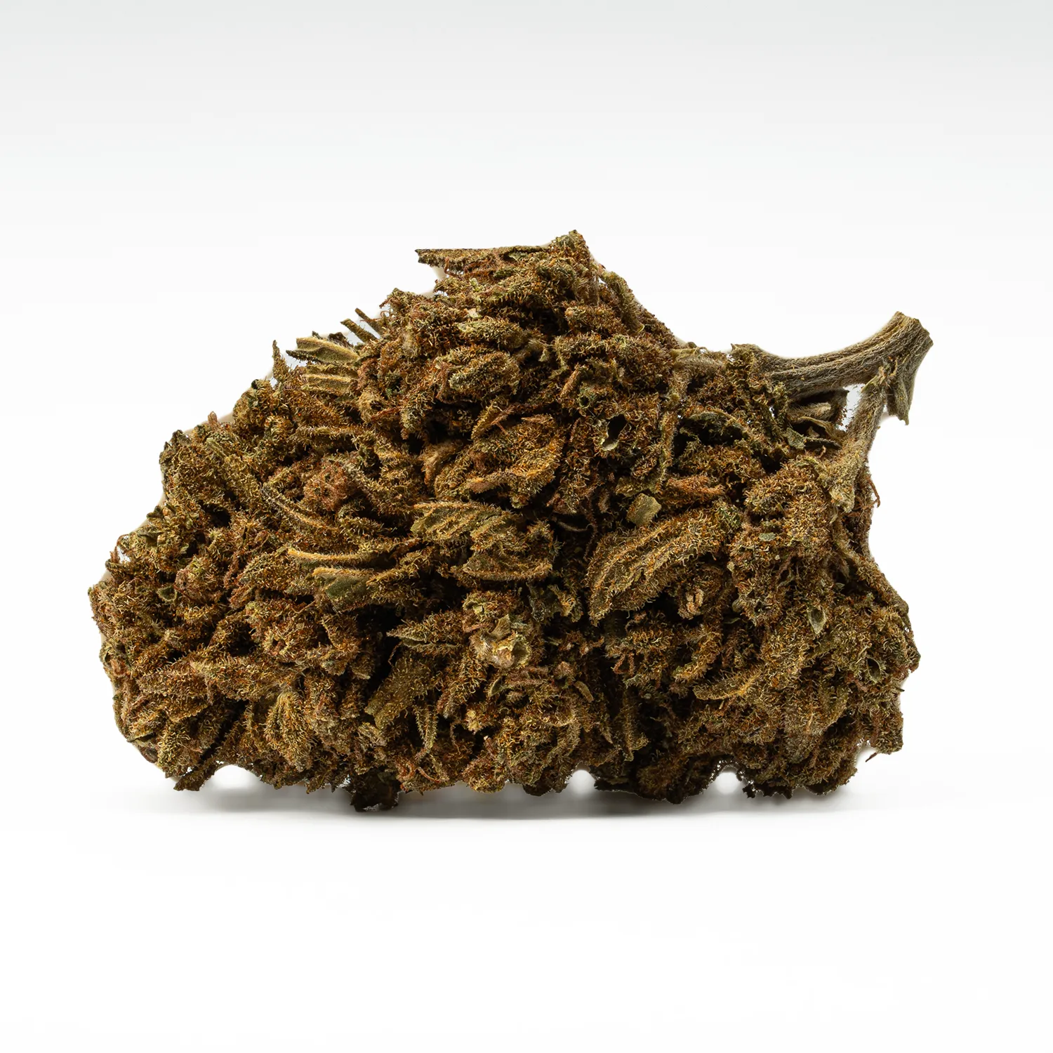 Golden Haze (A) - Image 5