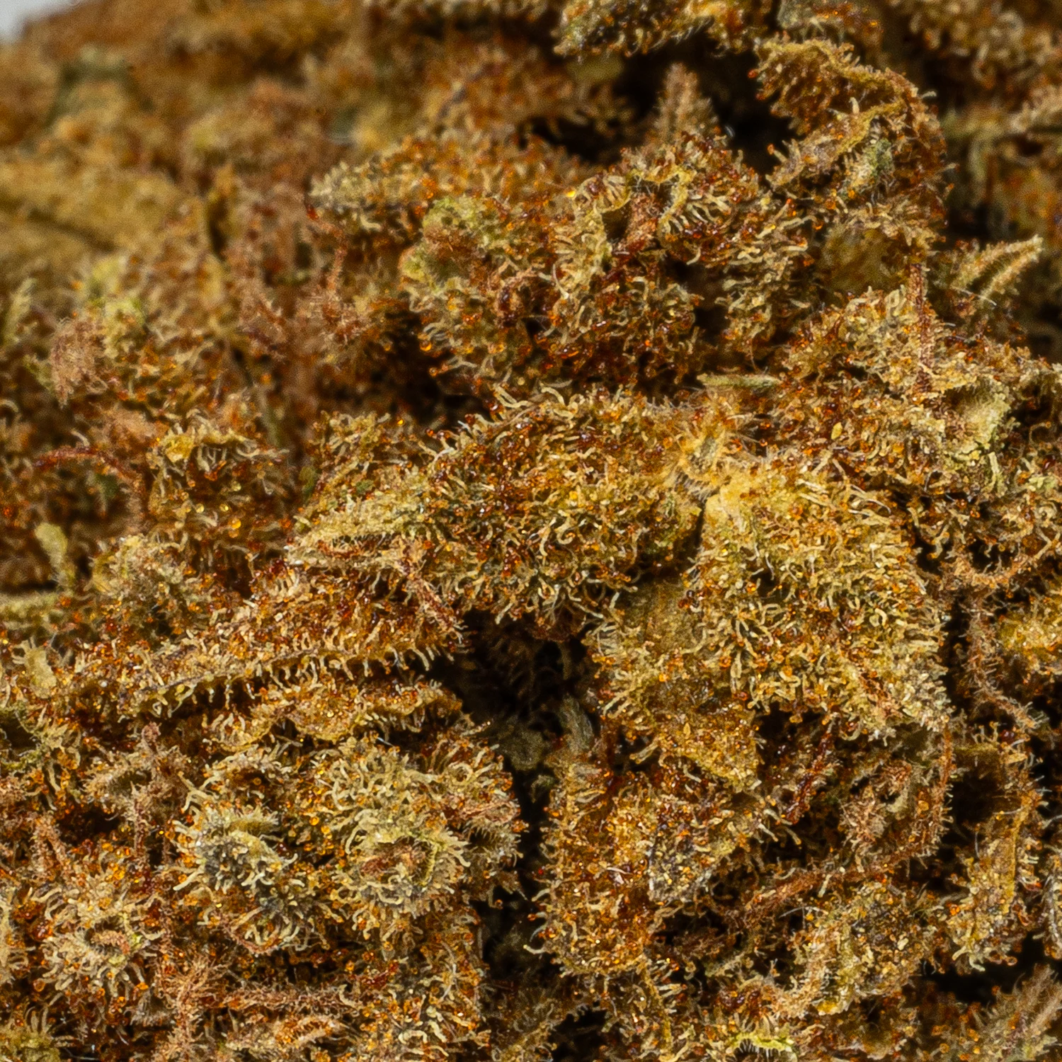 Golden Haze (A) - Image 4