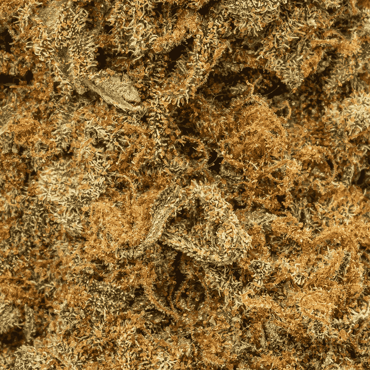 Guava Bomba (AAA) - Image 5