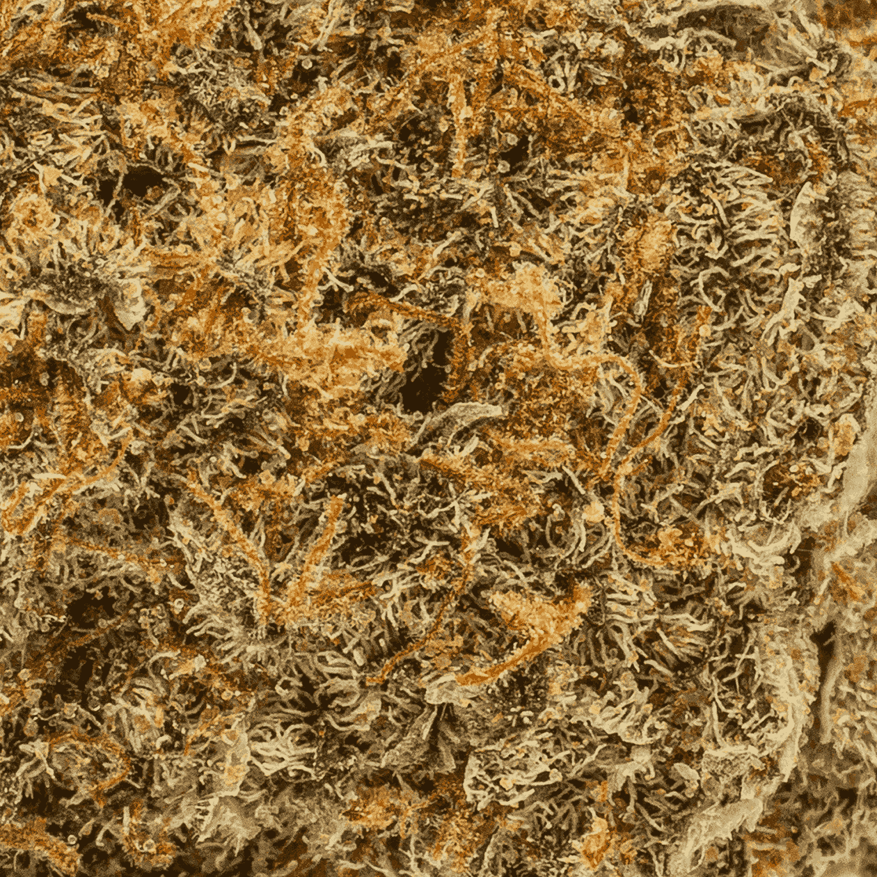 Lemonberry (AAA) - Image 5