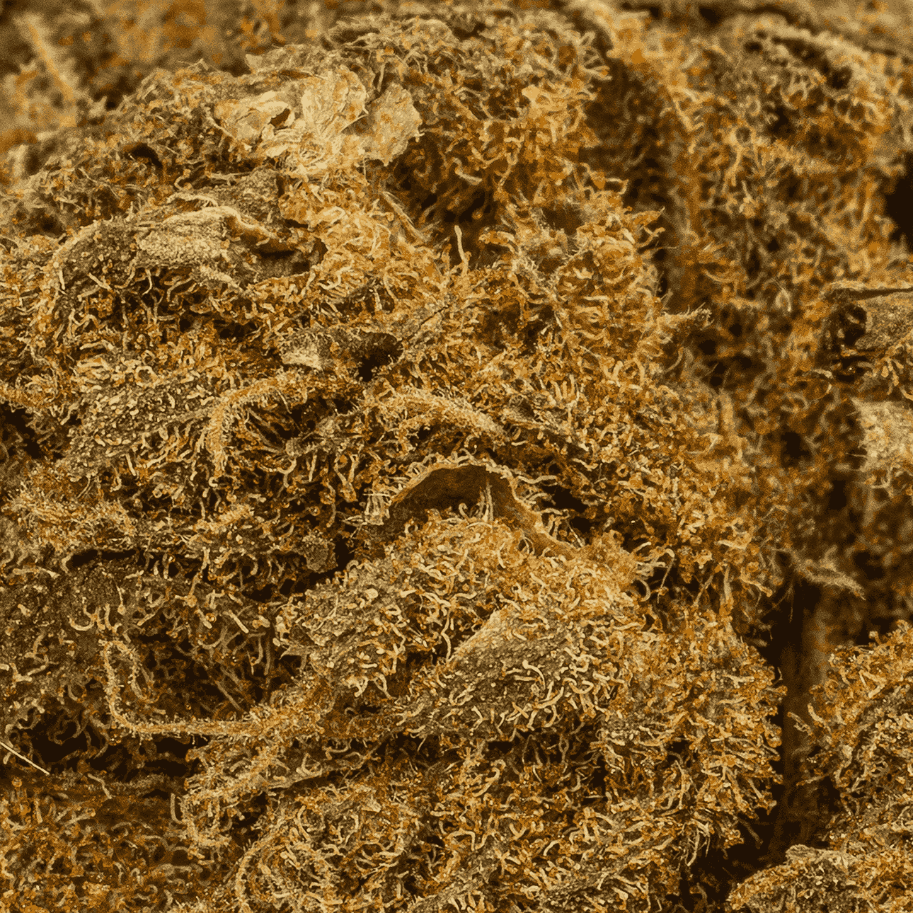 Odyssey (A) - Image 5