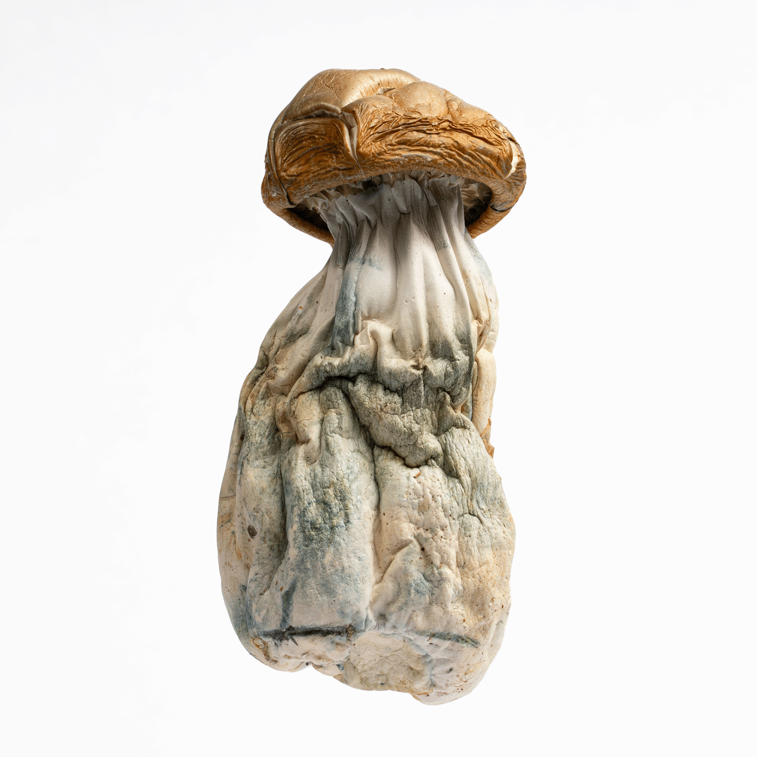 Golden Mammoth Mushrooms - Image 3
