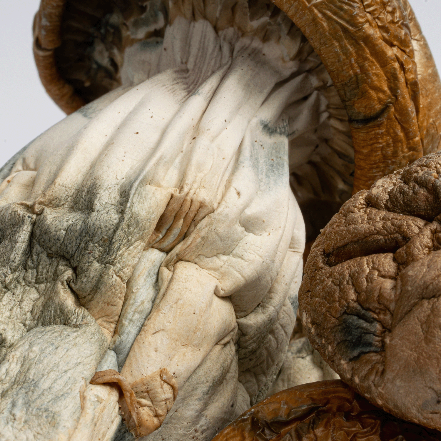 Golden Mammoth Mushrooms - Image 2