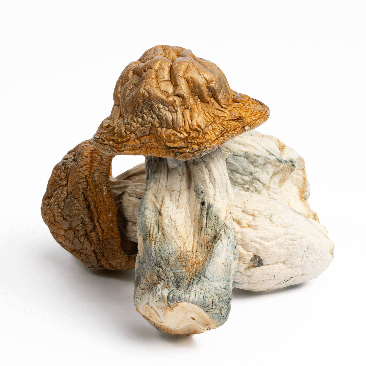 Texas Yellow Caps Mushrooms