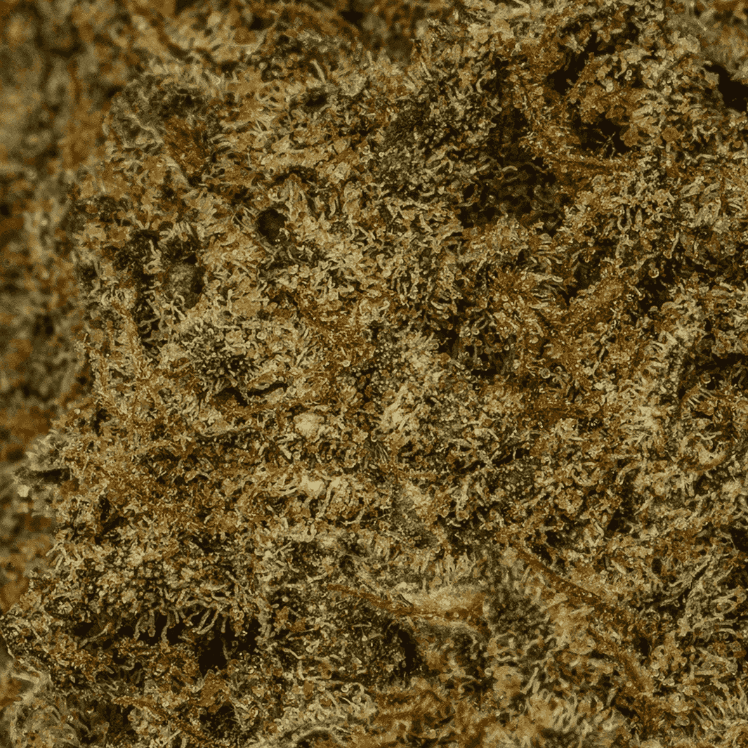 Alaskan Thunder Fuck (AA+) - Image 5