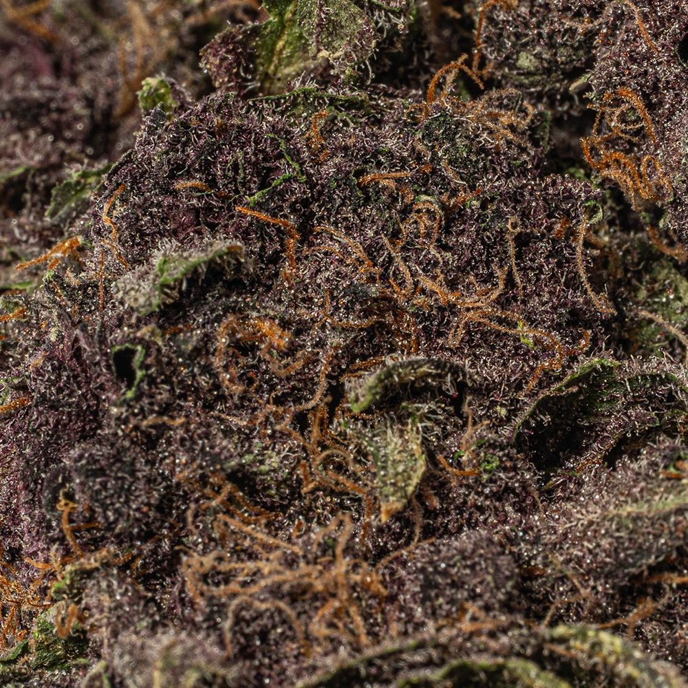 Black Raspberry (AAAA) - Image 5