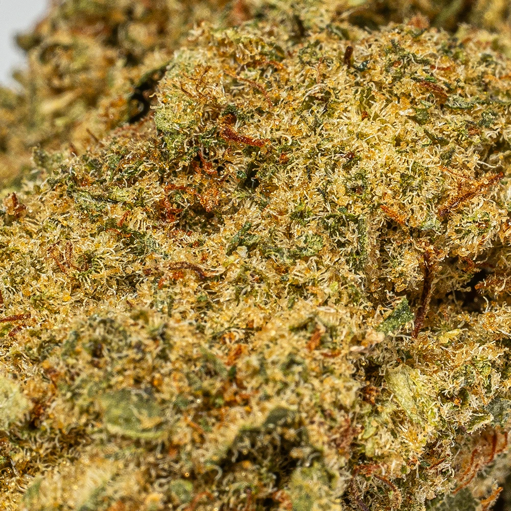 Orange Octane (AA) - Image 5