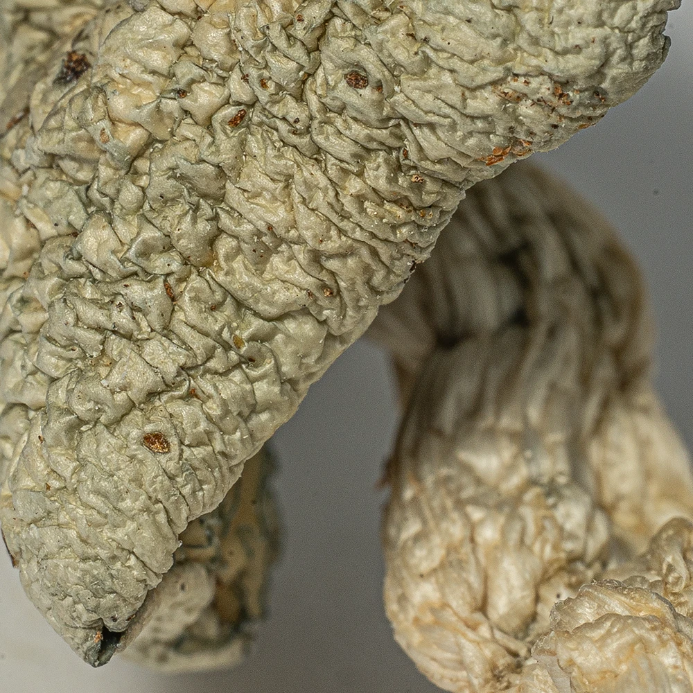 Albino Extraterrestrial Mushrooms - Image 5