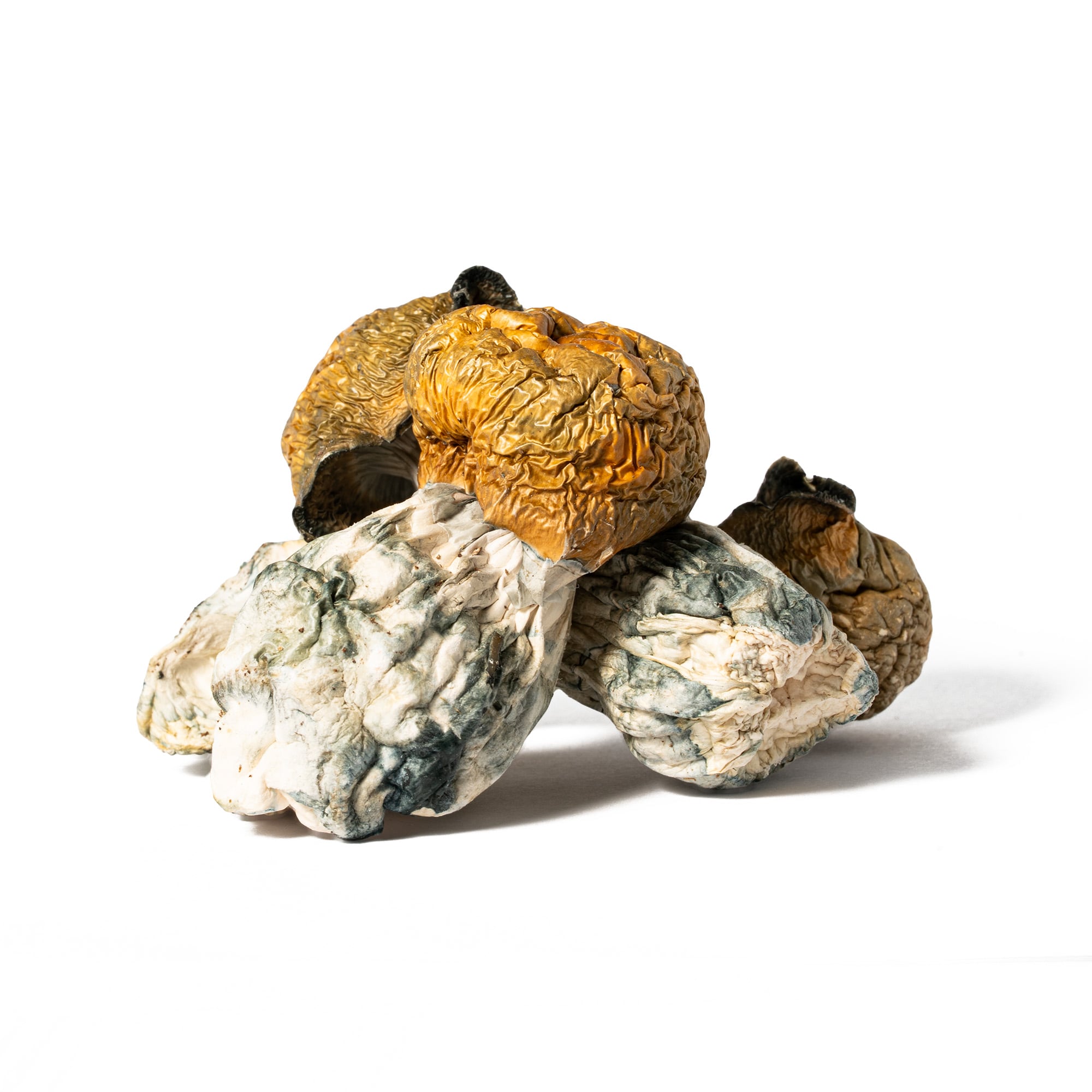 Golden Penis Envy Mushrooms - Image 2