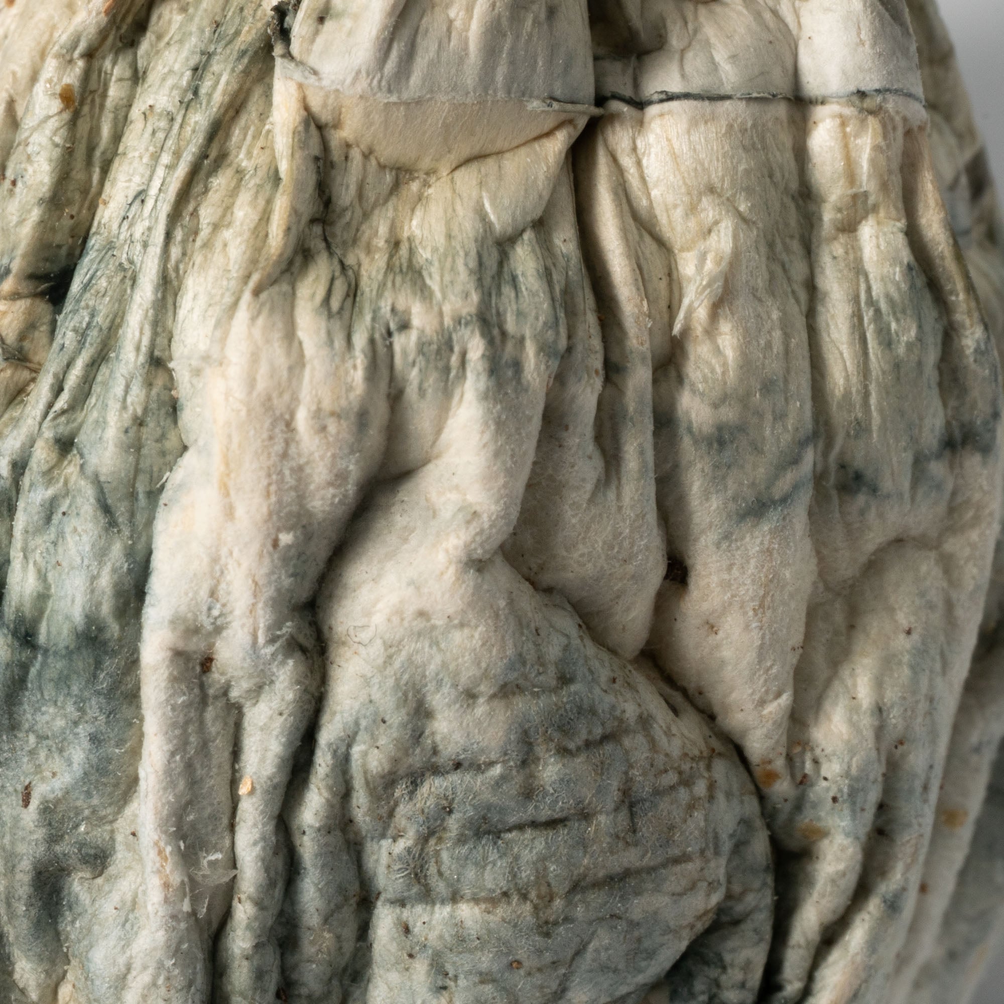 Golden Penis Envy Mushrooms - Image 3