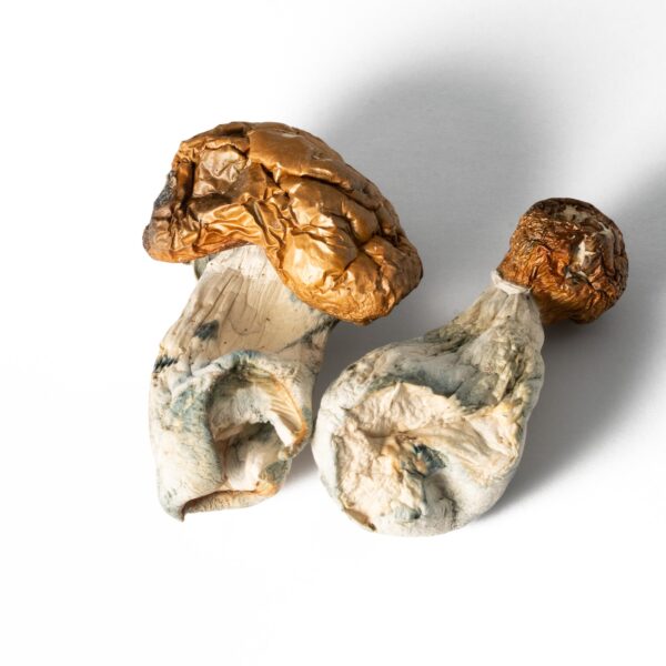 Koh Samui Mushrooms