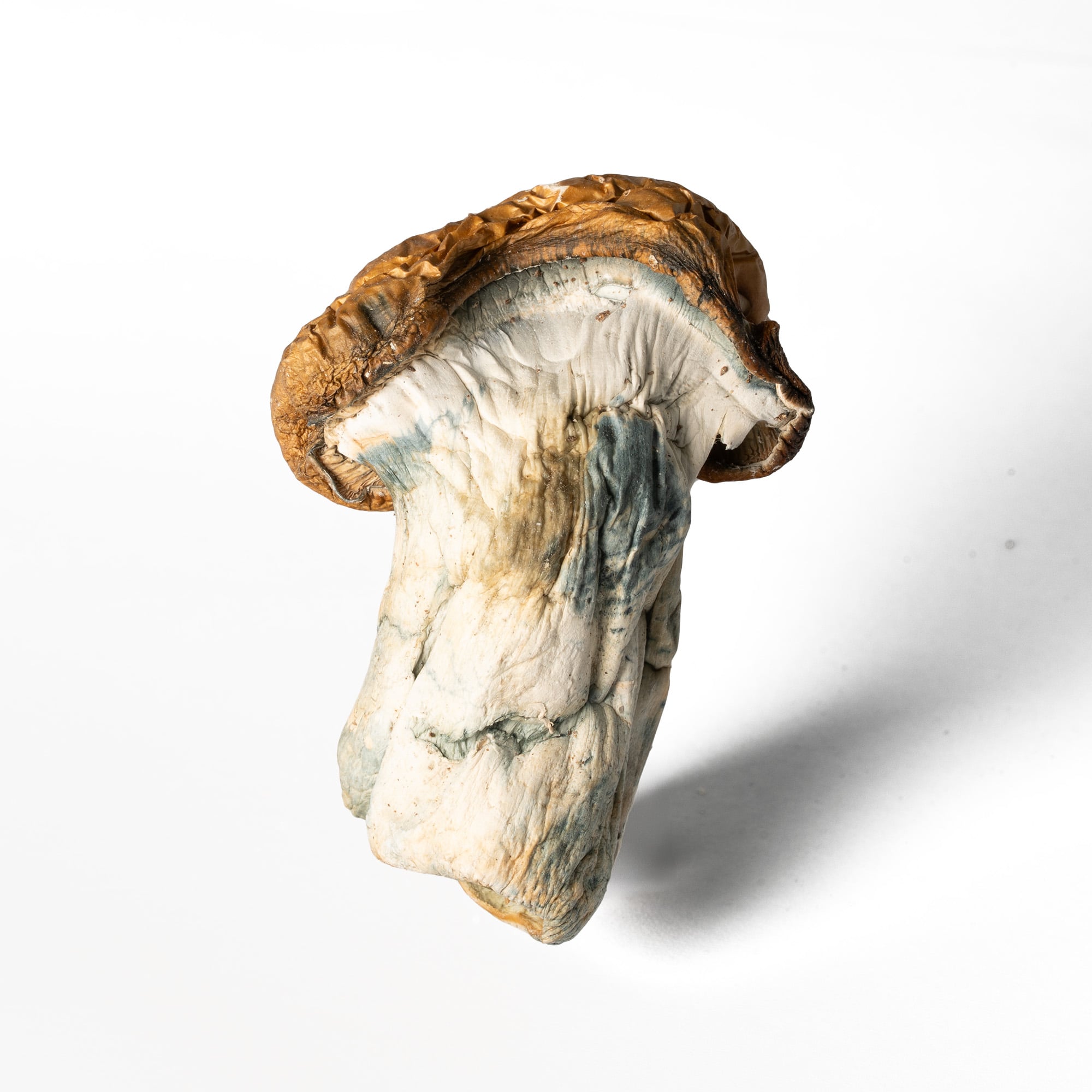 Koh Samui Mushrooms - Image 2