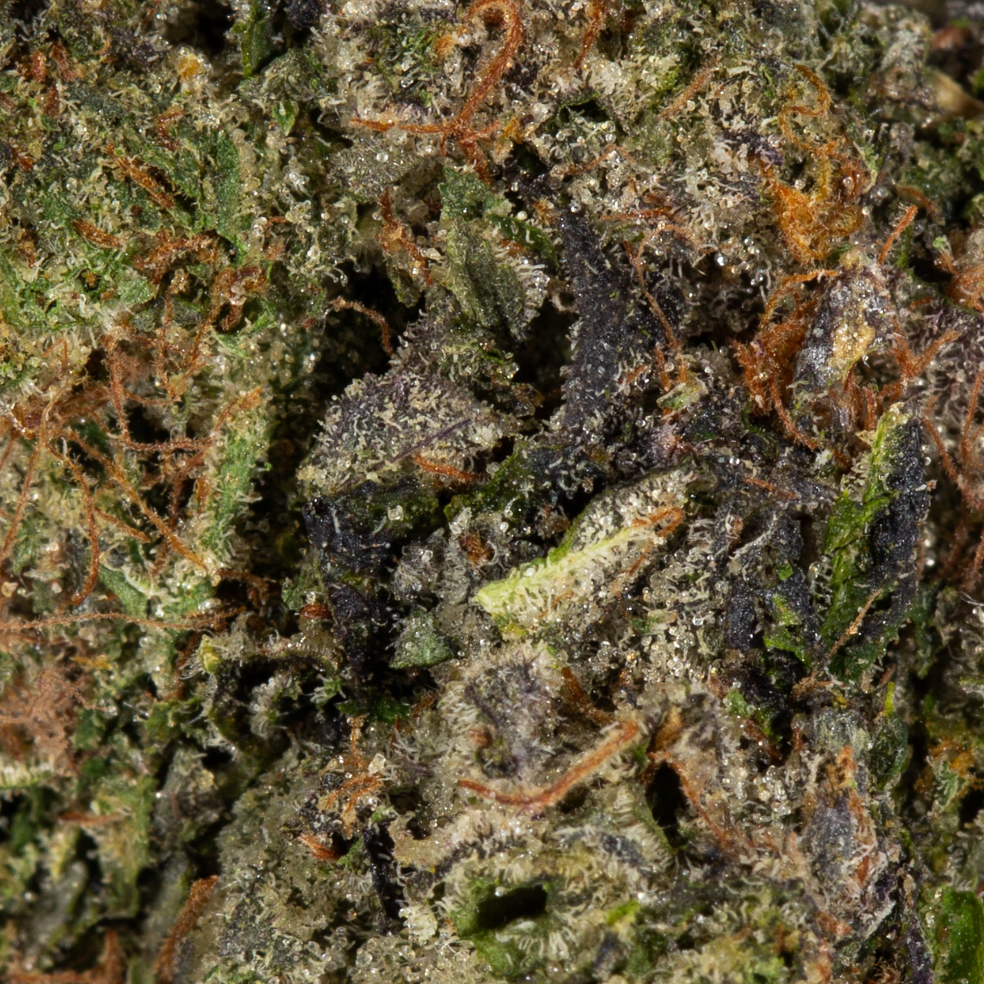 Amnesia Haze (AAAA) - Image 5
