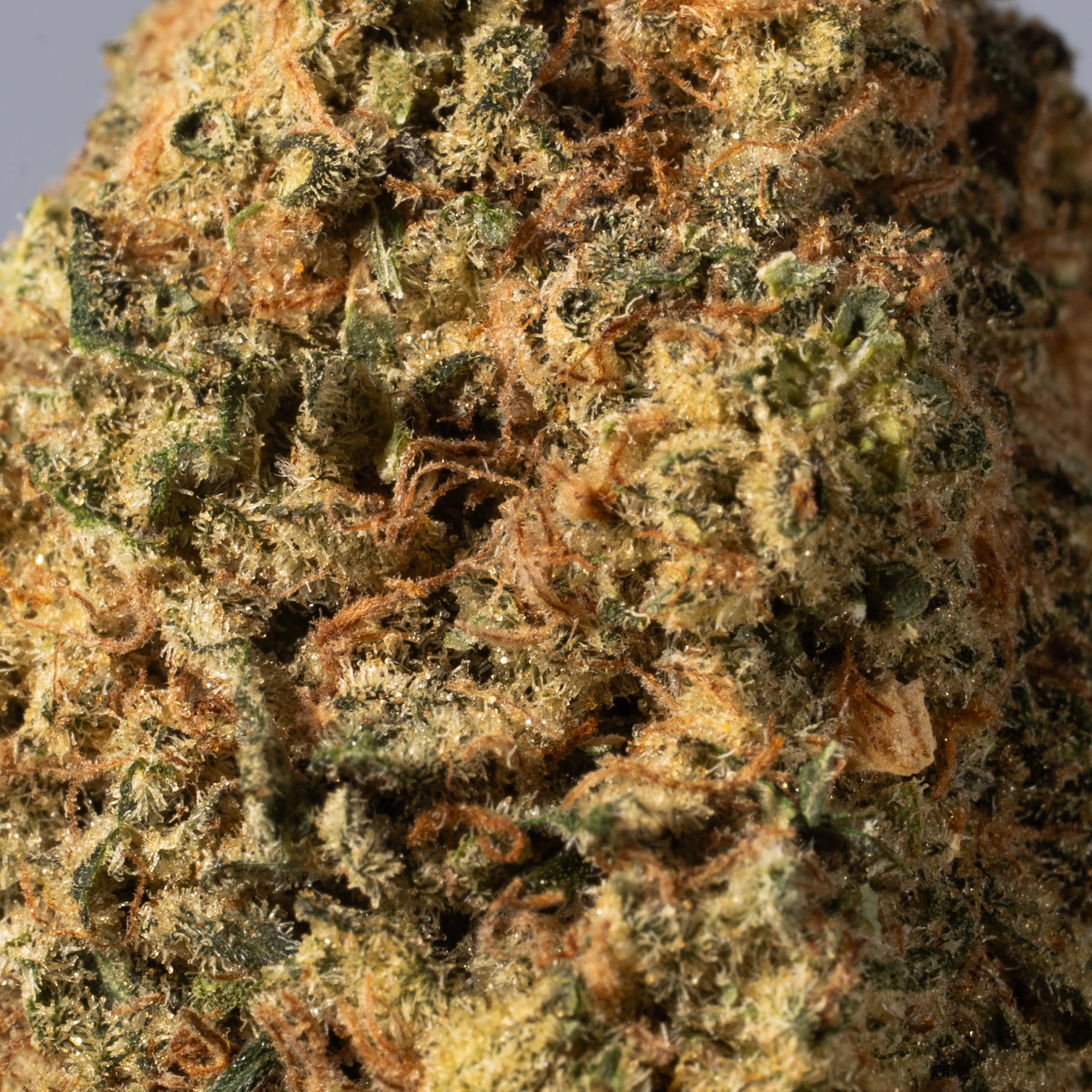 Alaskan Thunder Fuck (AA) - Image 4