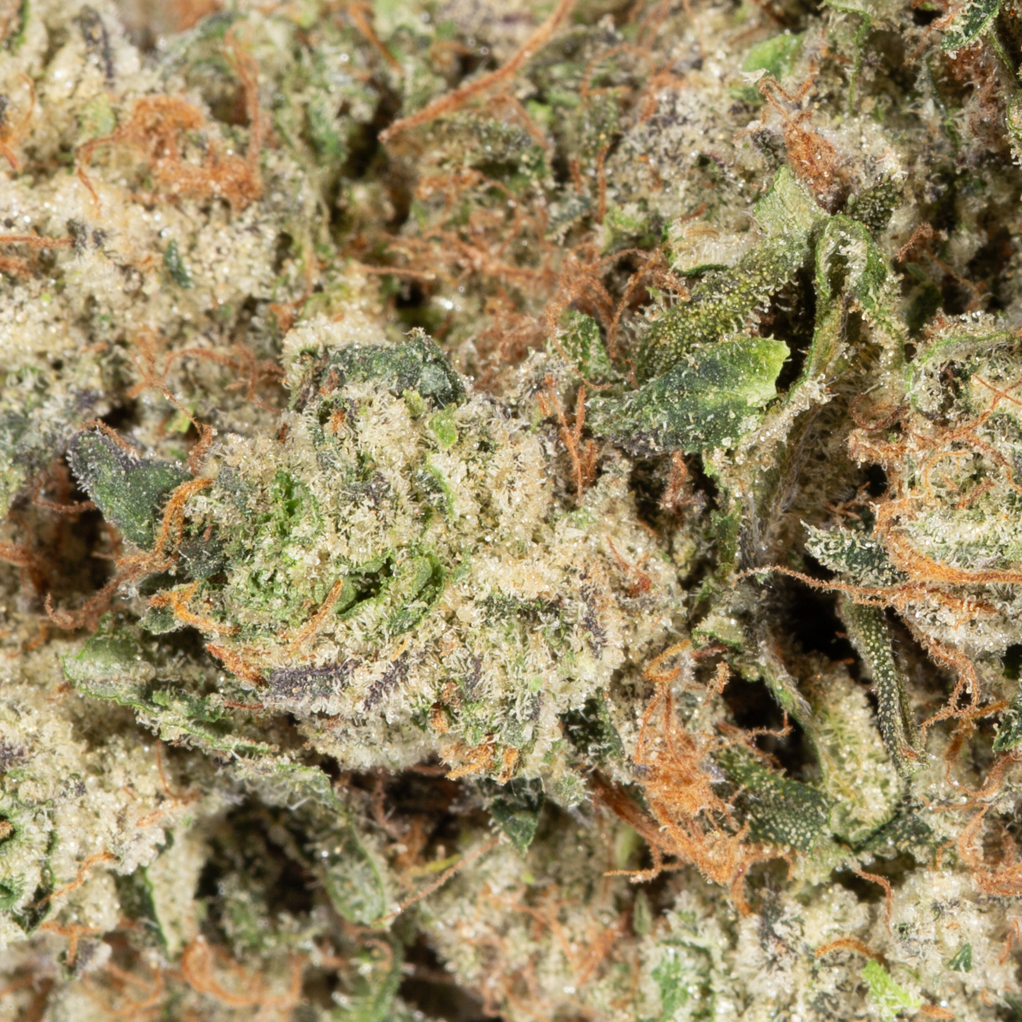 Acapulco Gold (AA+) - Image 5