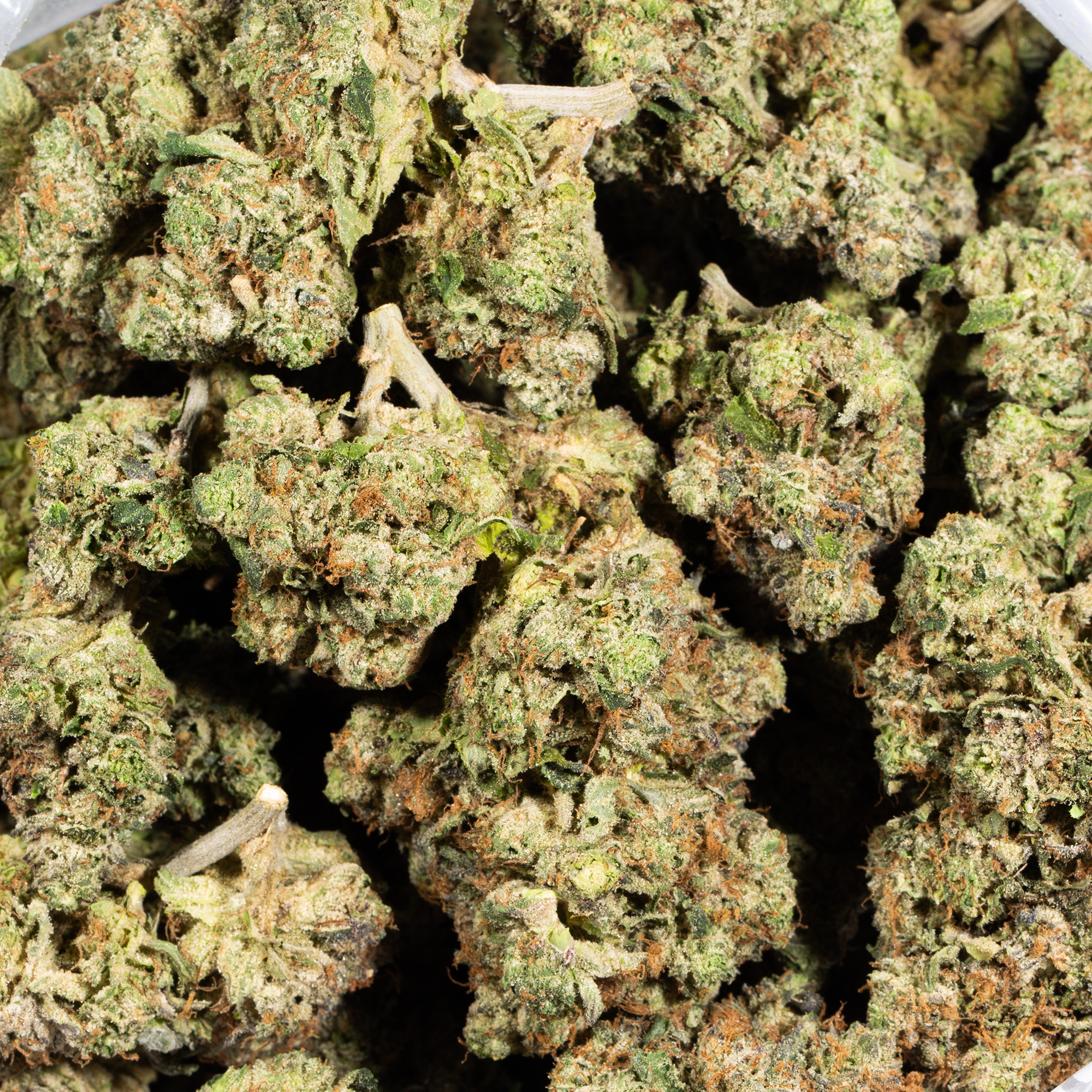 Acapulco Gold (AA+) - Image 4