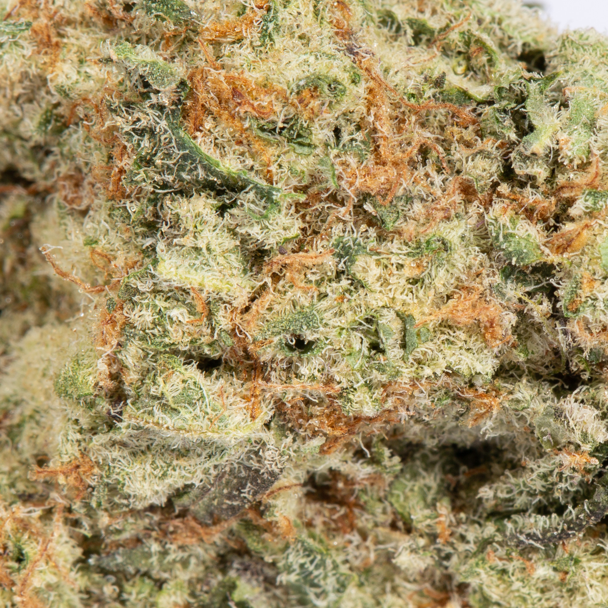 Crown Royale (AA+) - Image 4