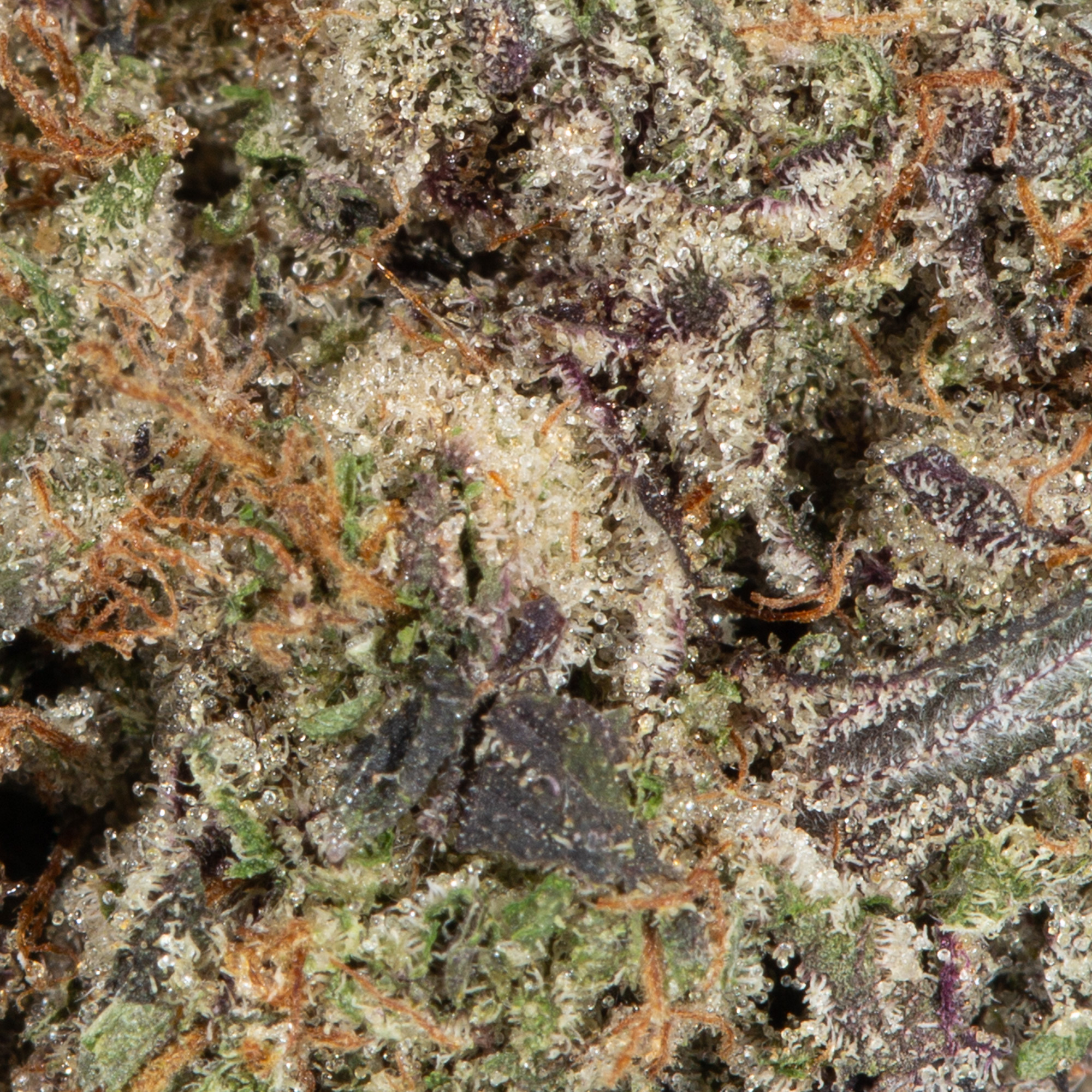 Supreme OG (AAAA) - Image 5