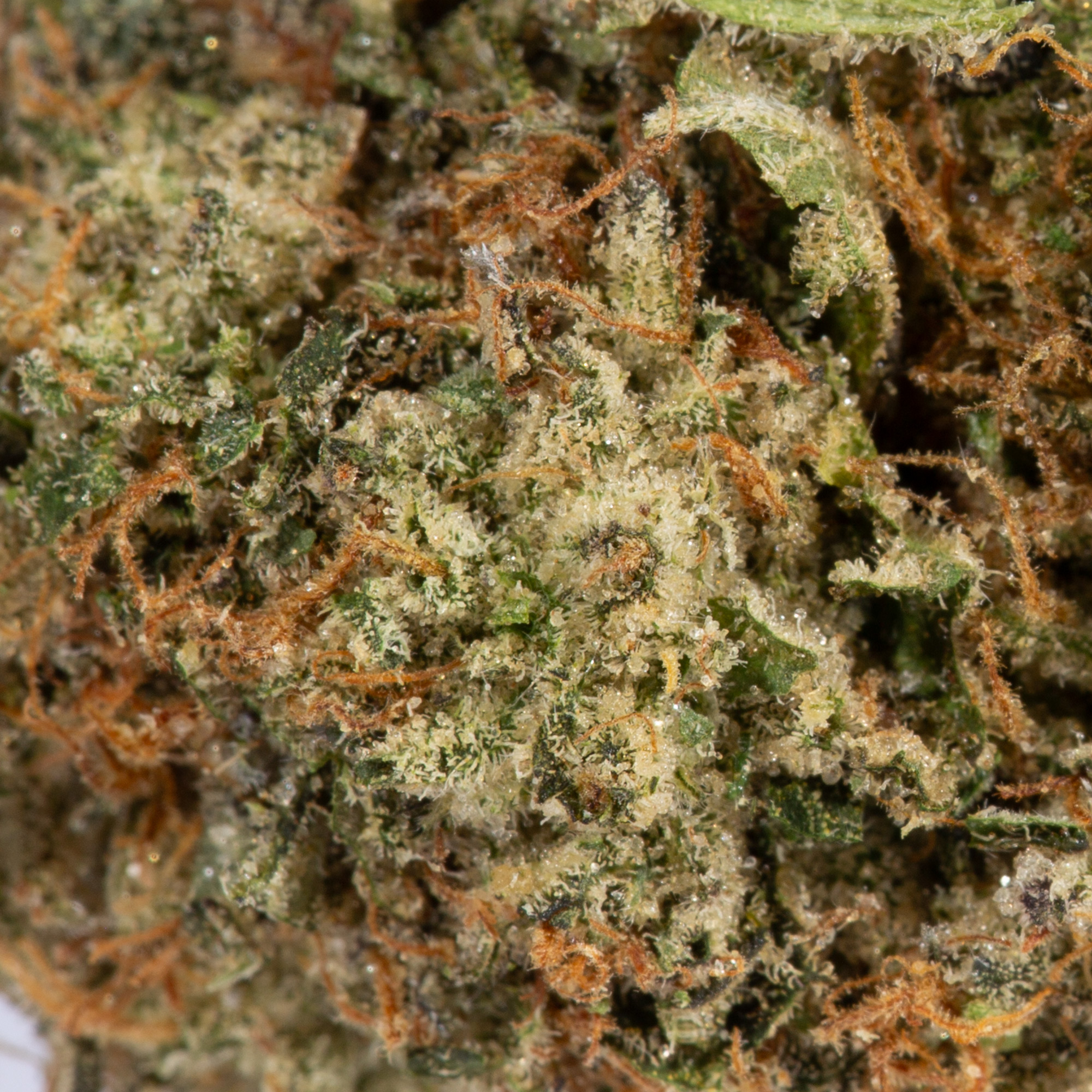 Lemon Sweet Skunk (AAA) - Image 4