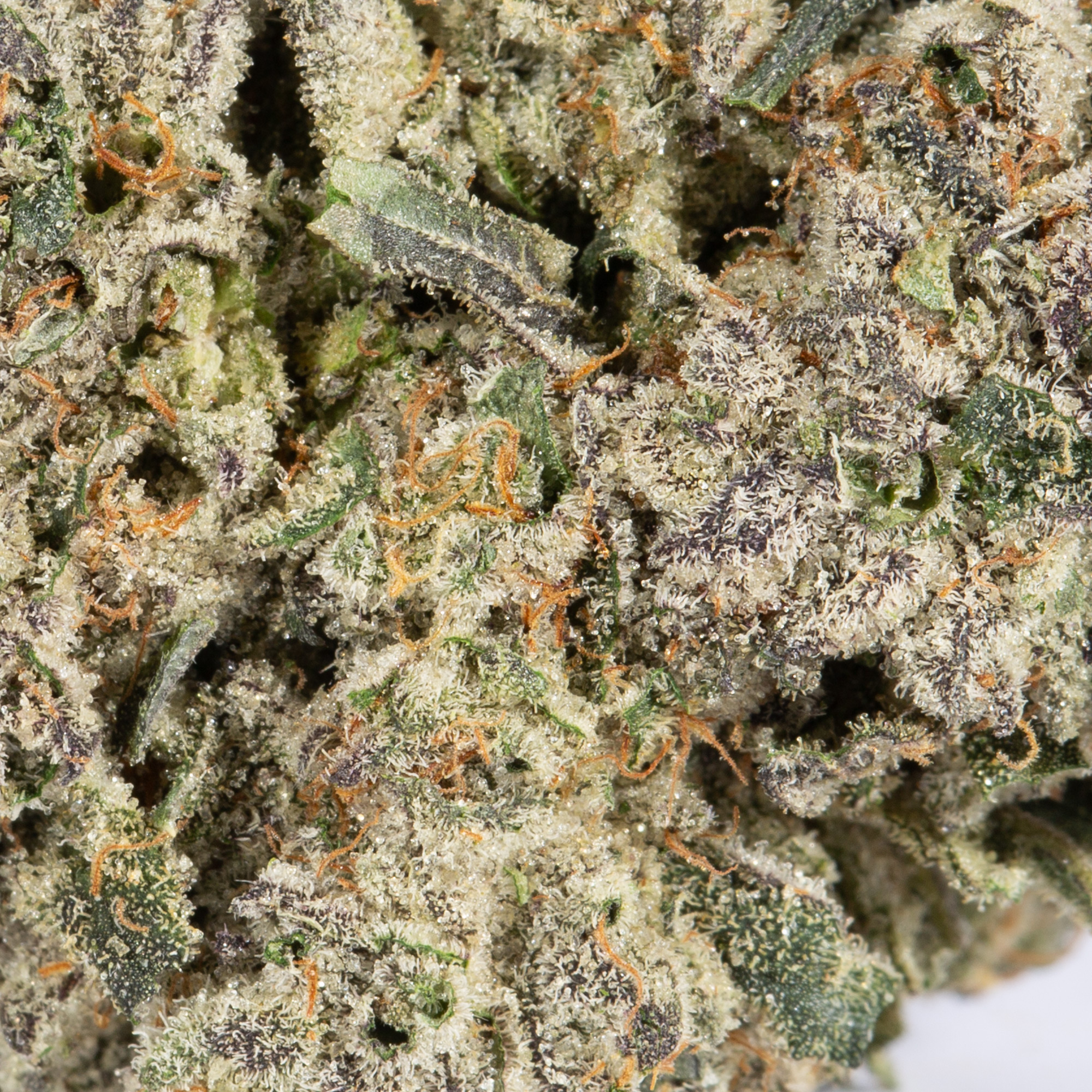 Papaya (AAAA+) - Image 5