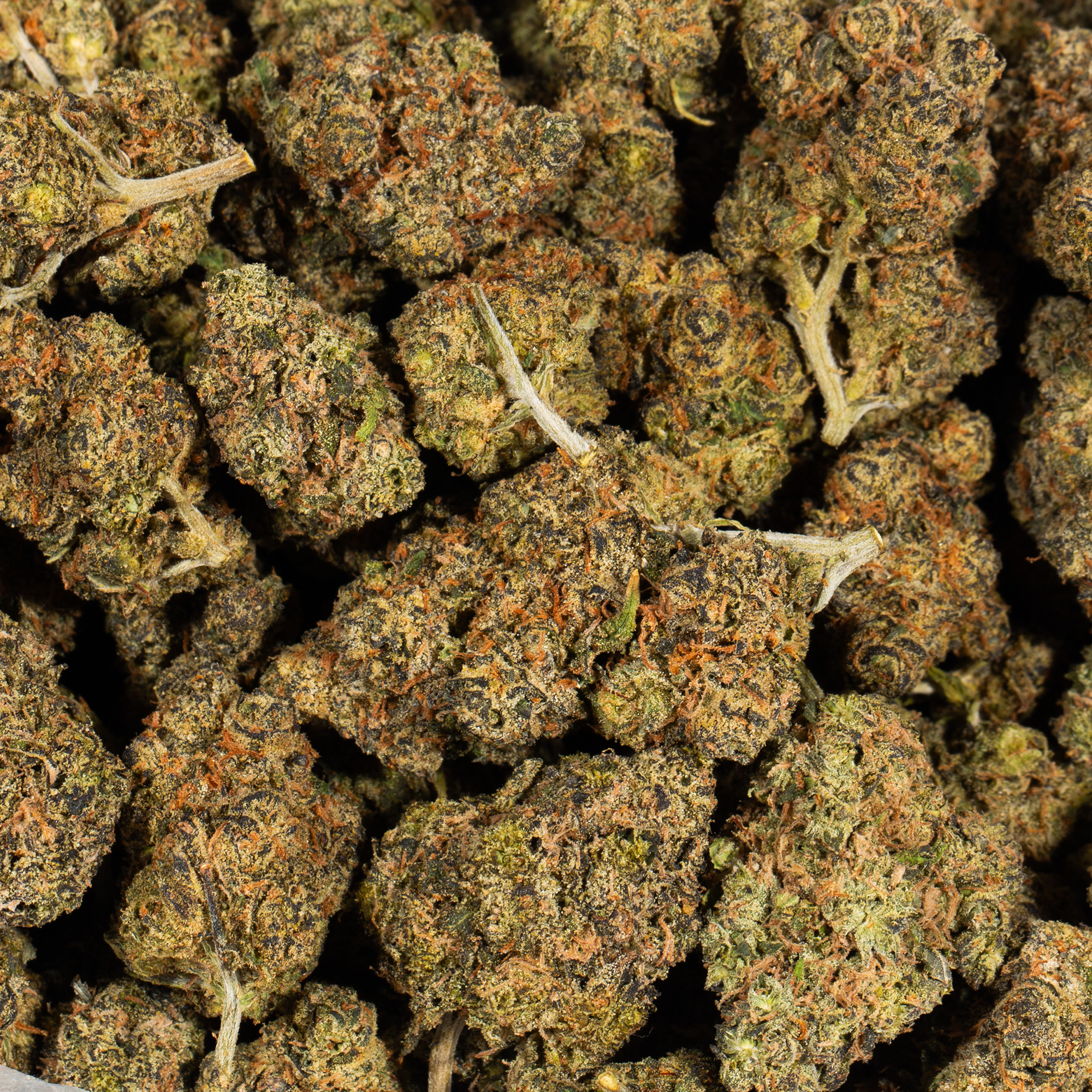 Tropic Thunder (AA+) - Image 4