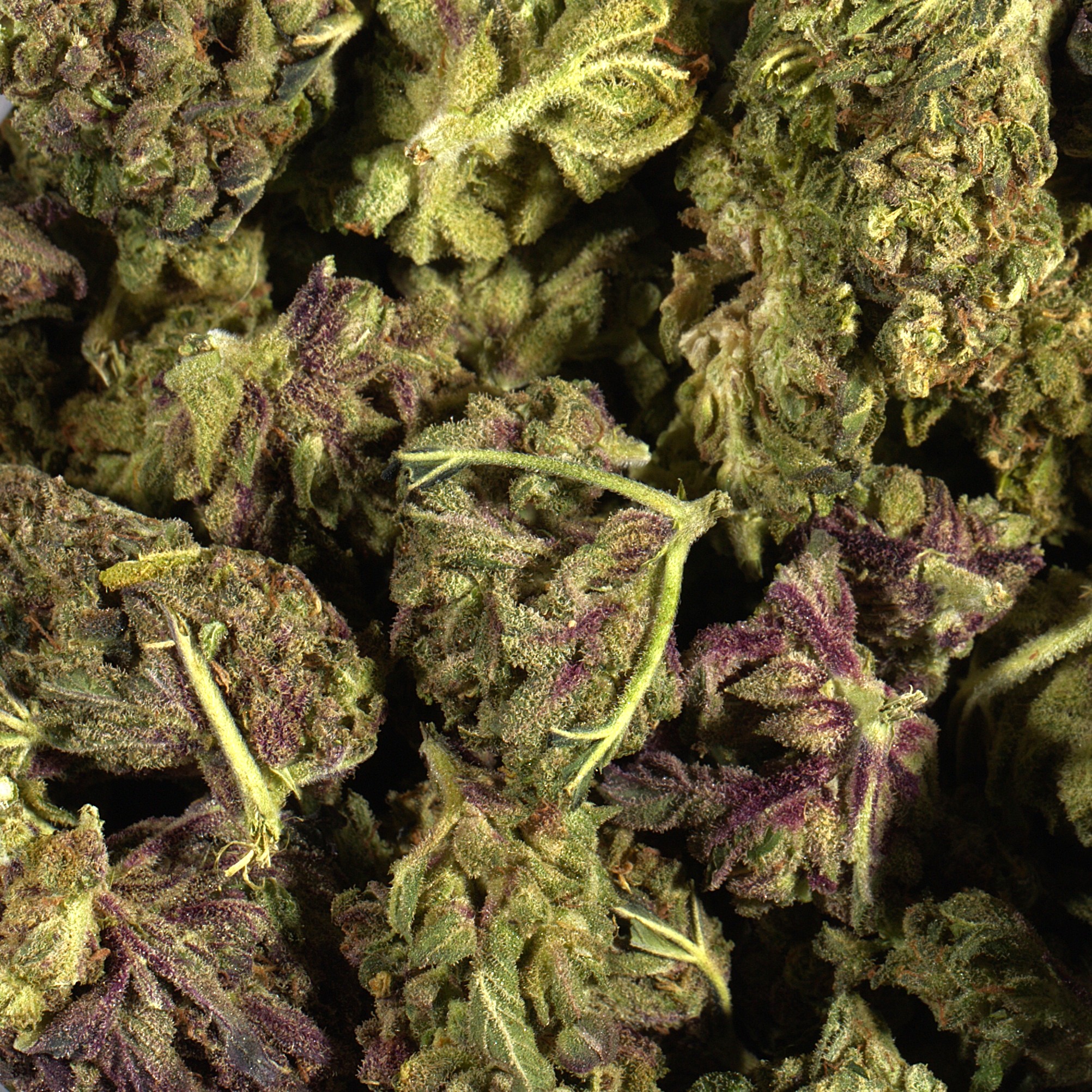 Huckleberry (A) - Image 3