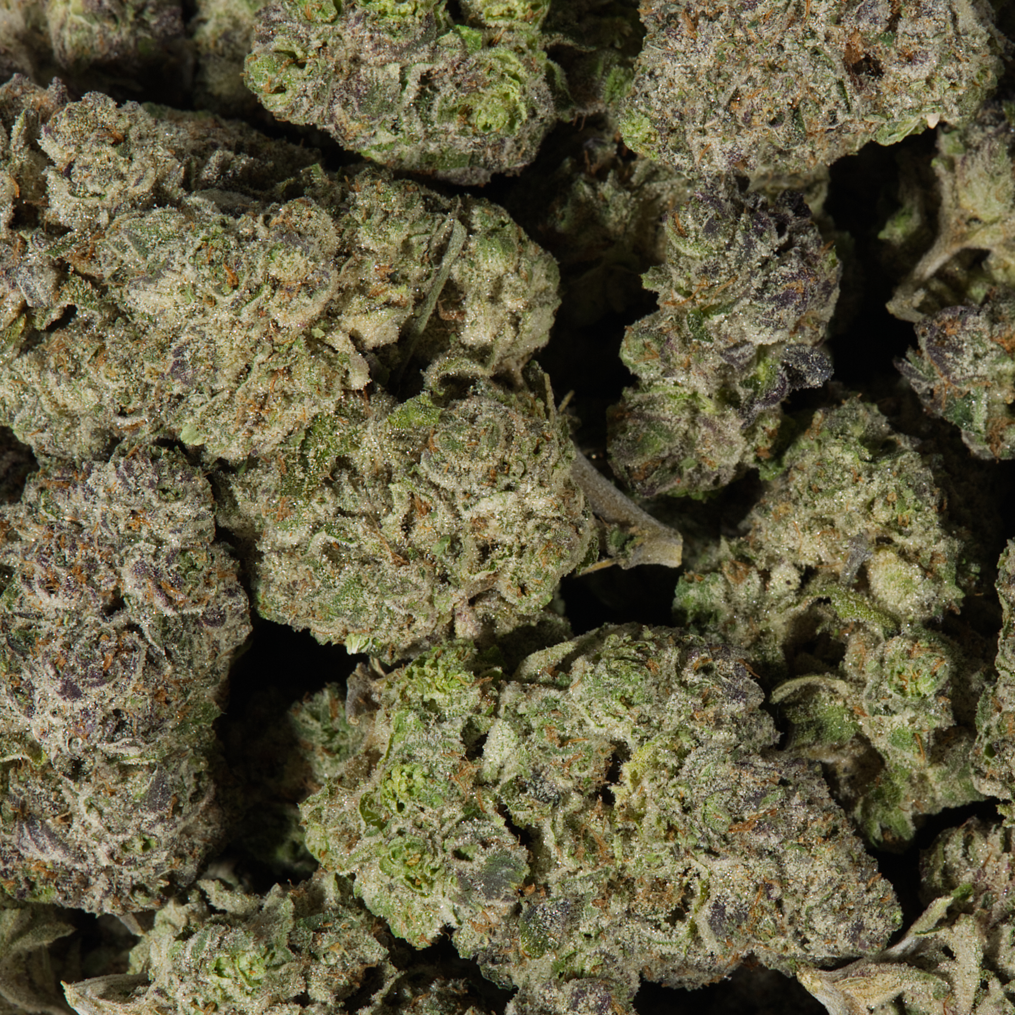 9LB Hammer (AAA) - Image 5